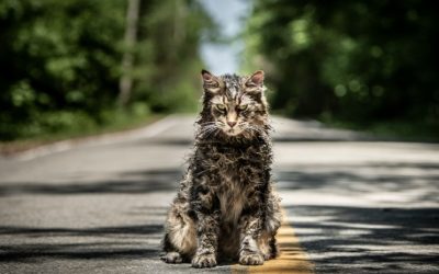 Pet Sematary remake: the first trailer is here